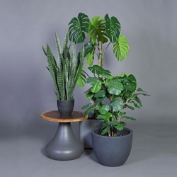 E0100 - Vioolbladficus Small