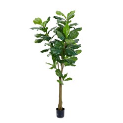 E0101 - Vioolbladficus Large