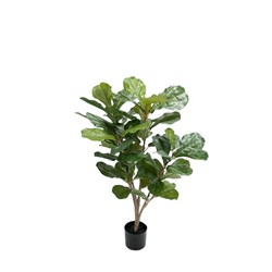 E0100 - Vioolbladficus Small